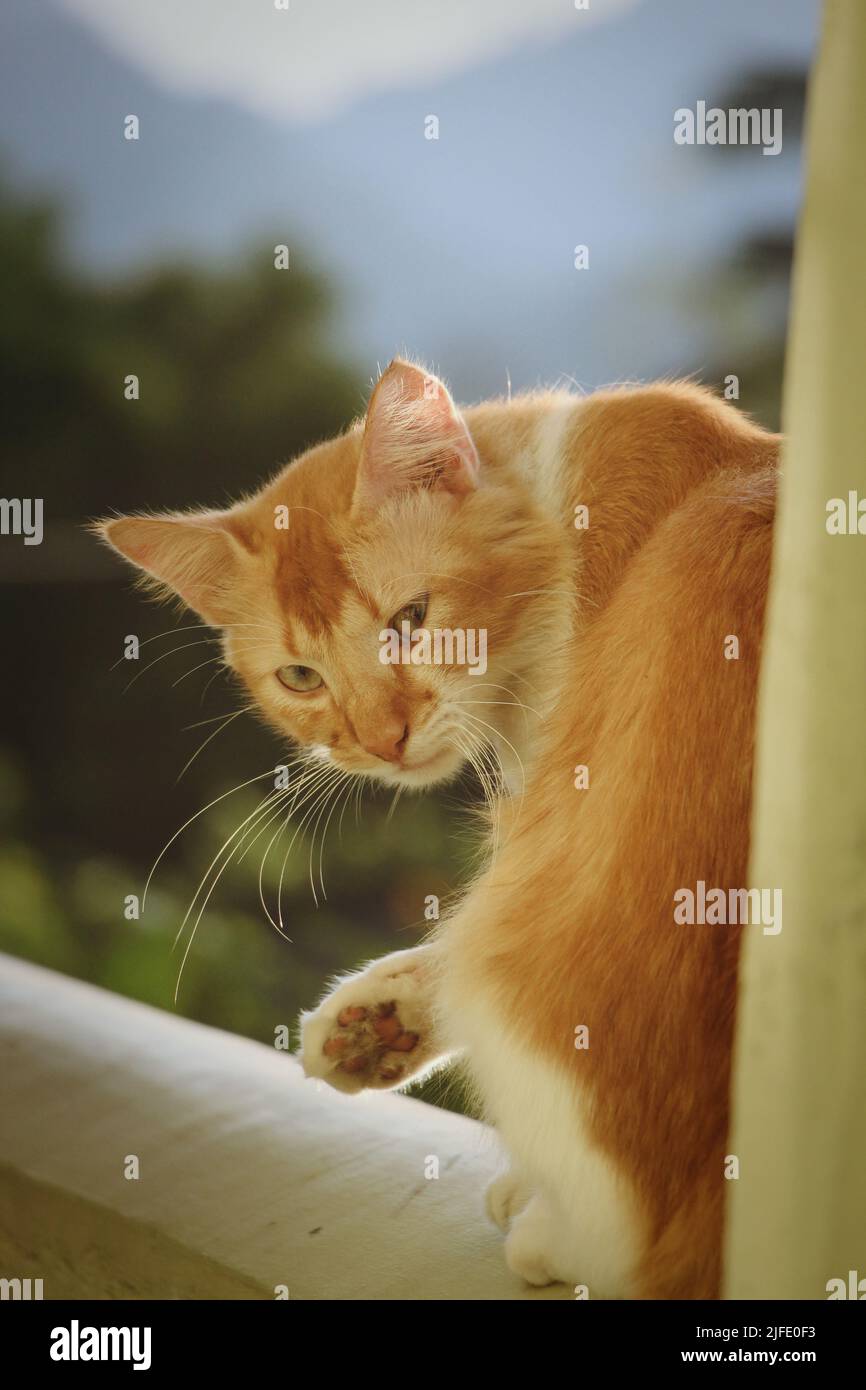 Niedliche braune Katze sitzt auf einem grünen Balkon und zeigt Hand Stockfoto