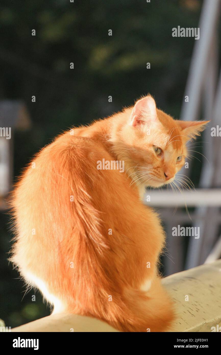 Niedliche braune und weiße Katze, die auf einem Balkon sitzt und zurückschaut Stockfoto