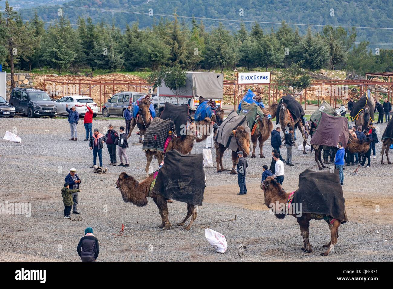 Bodrum, Mugla, Türkei, 01.08.2022: Kamele warten vor der Sportarena des jährlichen Wrestling Competition Festivals in der Ägäis der Türkei Stockfoto