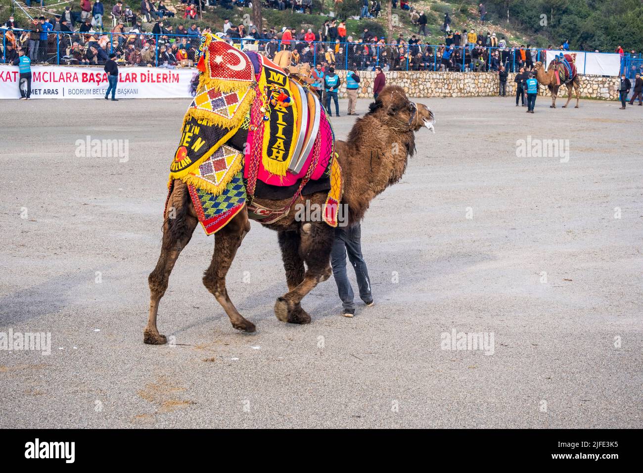 Bodrum, Mugla, Türkei, 01.08.2022: Camel nähert sich der Open-Air-Wrestling-Arena für den Kampf. Kamele in schönen ausgefallenen geschmückten Sätteln Stockfoto