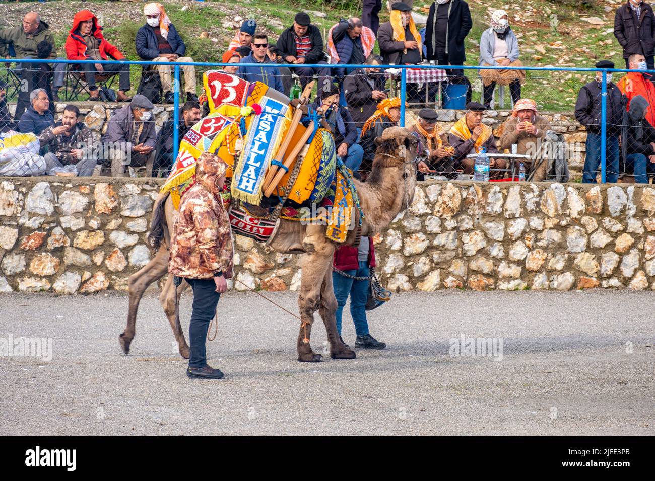 Bodrum, Mugla, Türkei, 01.08.2022: Camel nähert sich der Open-Air-Wrestling-Arena für den Kampf. Kamele in schönen ausgefallenen geschmückten Sätteln Stockfoto