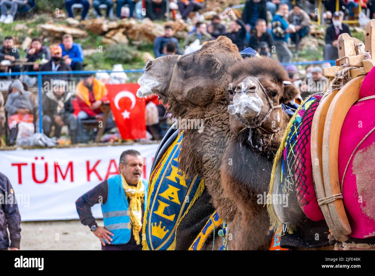 Bodrum, Türkei - 8.. Jan. 2022: Wütender Speichel spuckt Kamel beim traditionellen Kamel-Wrestling mit der Kamera. Blaue Weste Schiedsrichter und Publikum Stockfoto