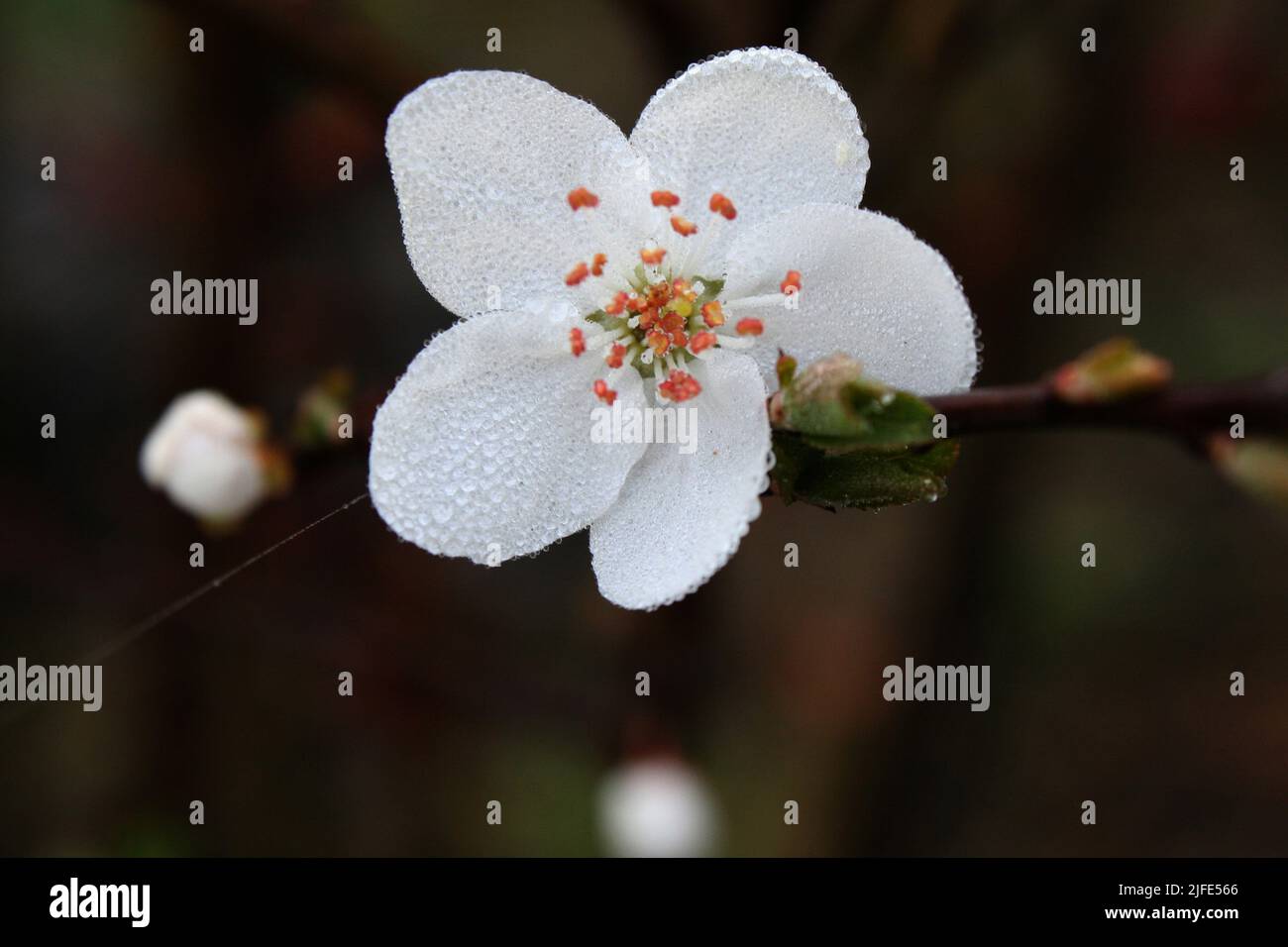 Kirschblüte Stockfoto