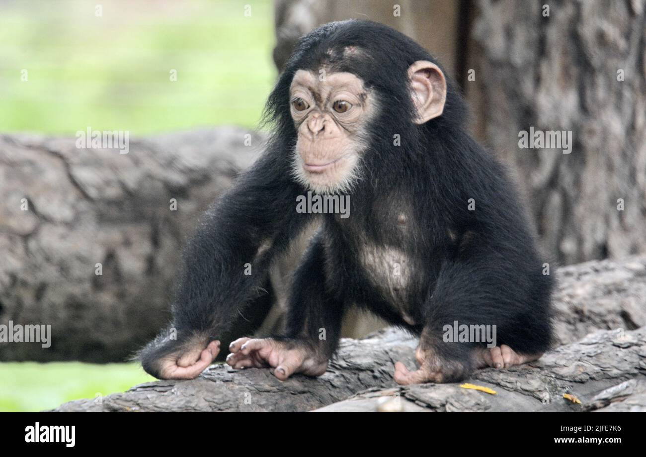 Peking, China. 2.. Juli 2022. Ein Schimpansen-Baby wird im Pekinger Zoo in Peking, der Hauptstadt Chinas, am 2. Juli 2022 gesehen. Insgesamt 201 Tierjungen von 43 Arten im Zoo von Peking haben kürzlich begonnen, die Öffentlichkeit zu treffen. Kredit: Li Xin/Xinhua/Alamy Live Nachrichten Stockfoto