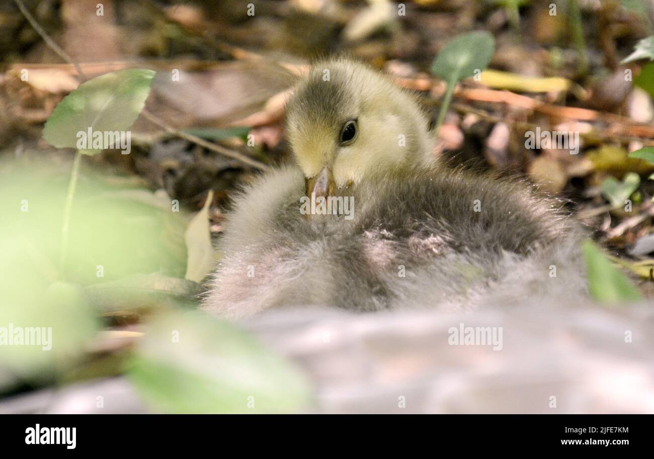 Peking, China. 2.. Juli 2022. Ein Gänseküken mit Riegel ruht in Hainen im Pekinger Zoo in Peking, der Hauptstadt Chinas, am 2. Juli 2022. Insgesamt 201 Tierjungen von 43 Arten im Zoo von Peking haben kürzlich begonnen, die Öffentlichkeit zu treffen. Kredit: Li Xin/Xinhua/Alamy Live Nachrichten Stockfoto