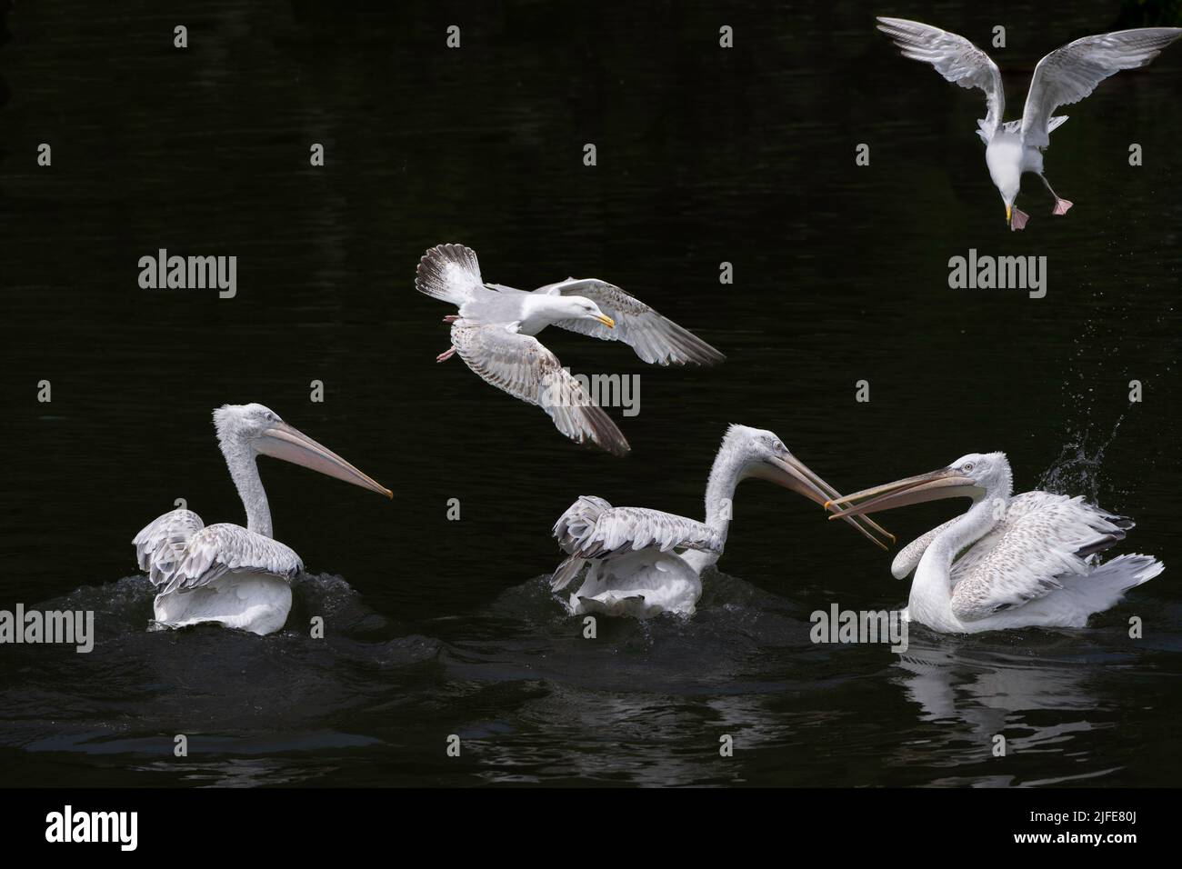 Dalmatinische Pelikane und Möwen kämpfen um Nahrung, die den Pelikanen in Wildfowl und Wetlands bei Arundel in West Sussex zugeführt wird. Stockfoto