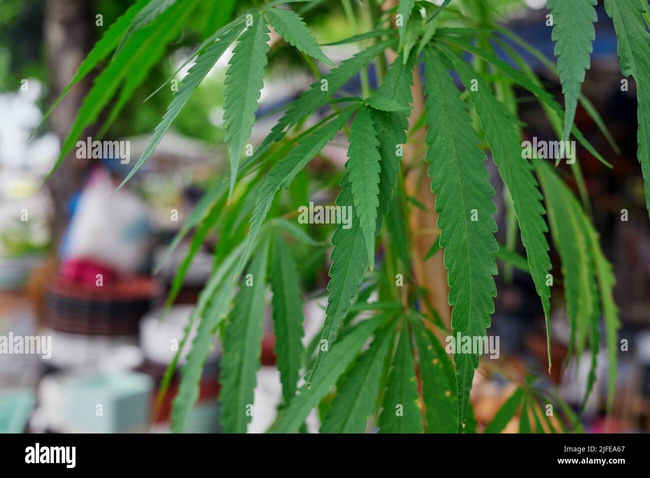Hanf im garten Fotos und Bildmaterial in hoher Auflösung Alamy