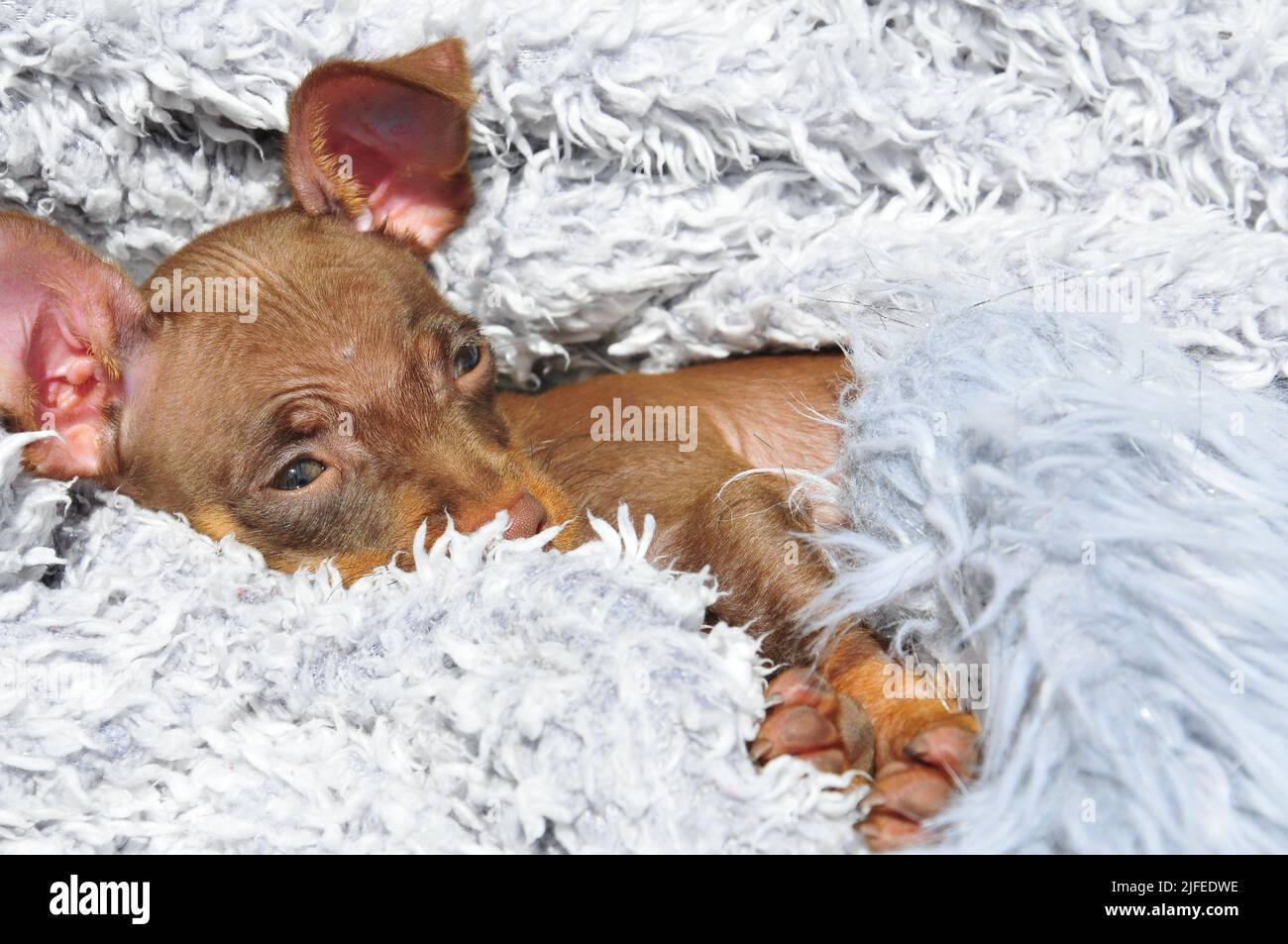 Russischer Spielzeug Terrier Welpe Stockfoto