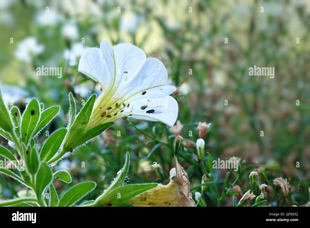 Pflanzen Sie Laus-Schädlinge auf der weißen Calibrachoa-Blüte Stockfoto