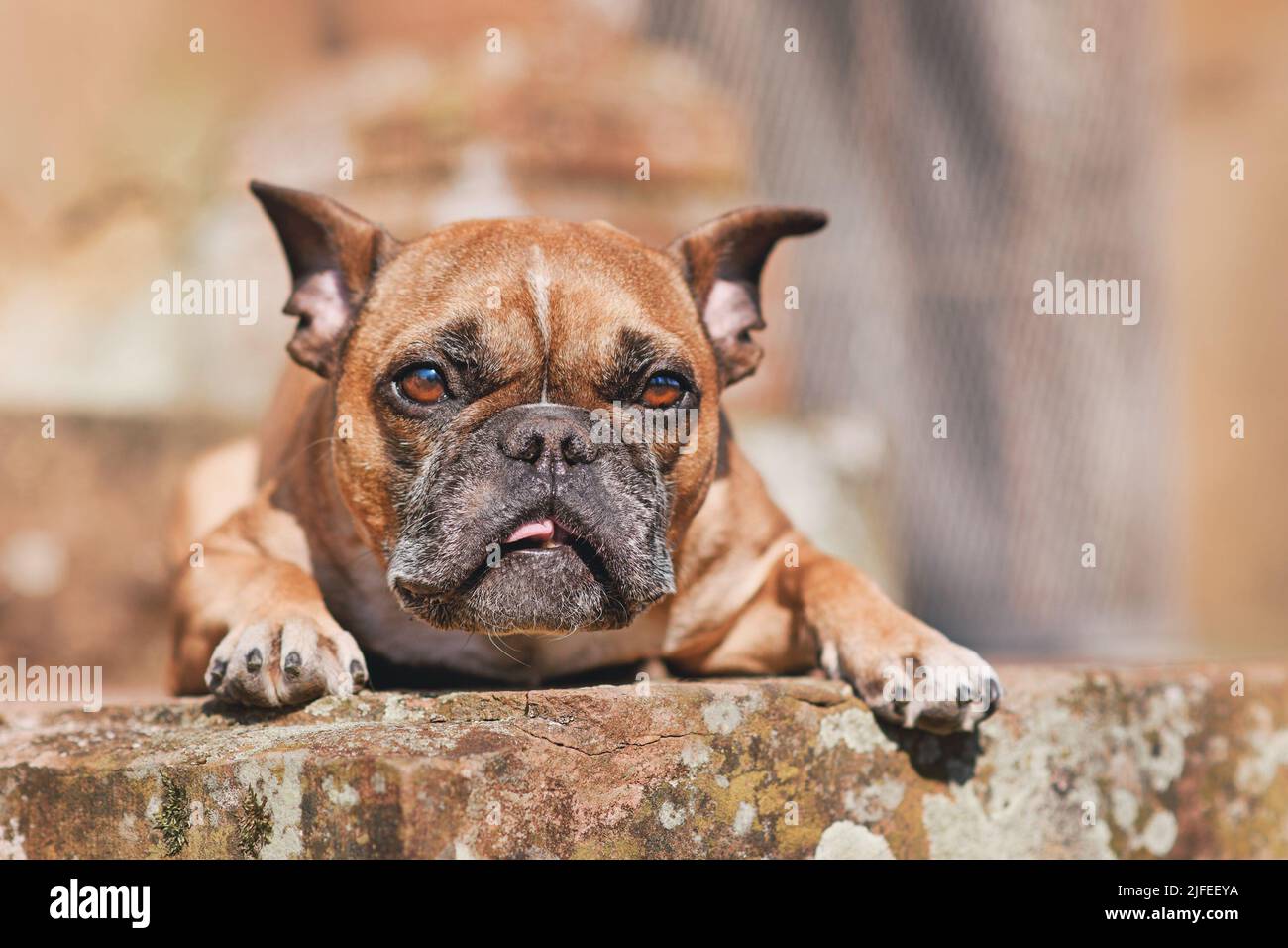Französischer Bulldog, der ein dummes Gesicht macht Stockfoto