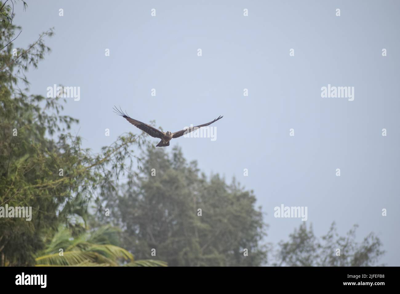 Adler fliegt am Himmel. Blick vom Land Stockfoto