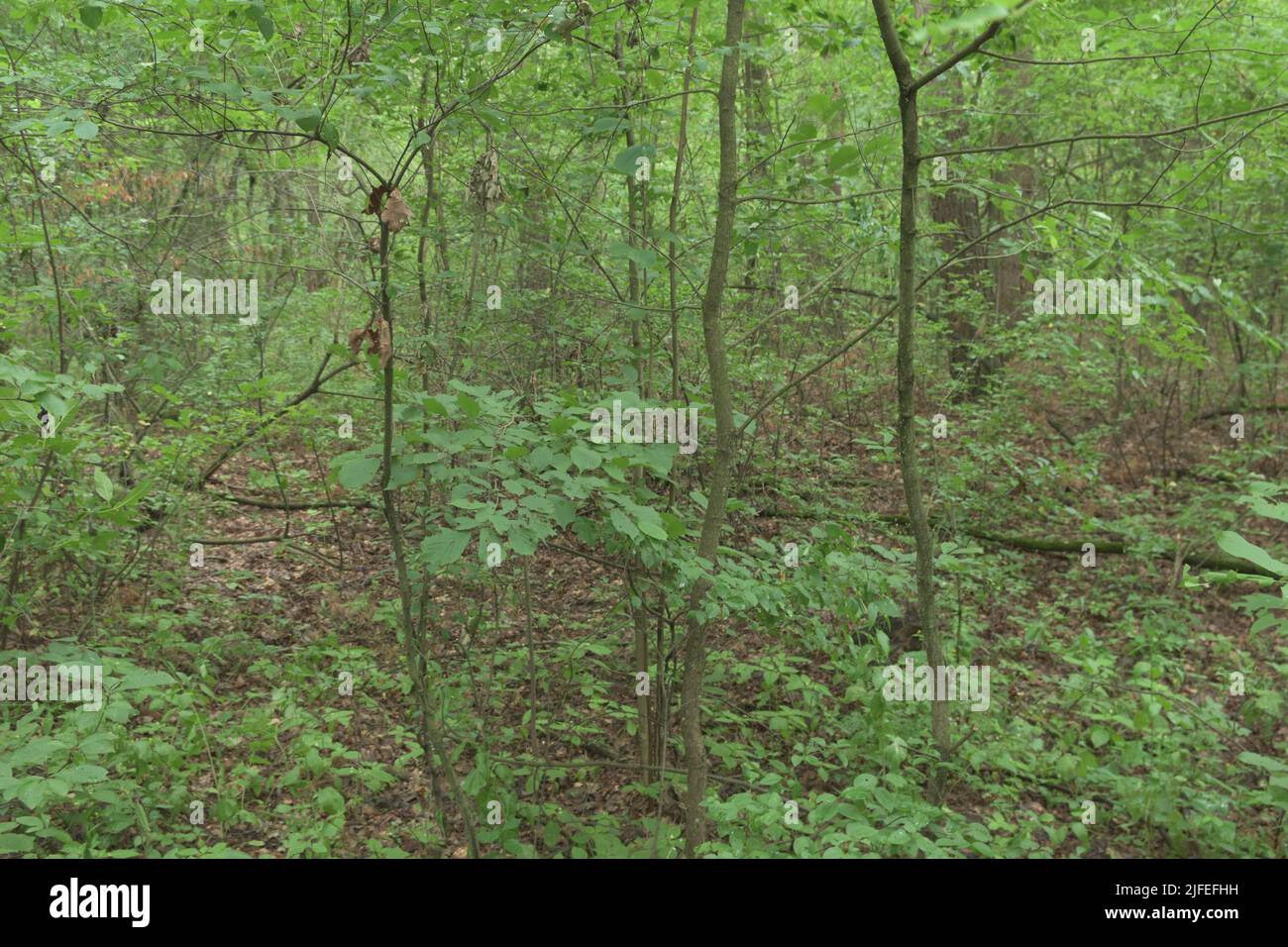 Dunkler, geheimnisvoller Wald zeigt an einem sonnigen Tag seine Geheimnisse nicht. Stockfoto