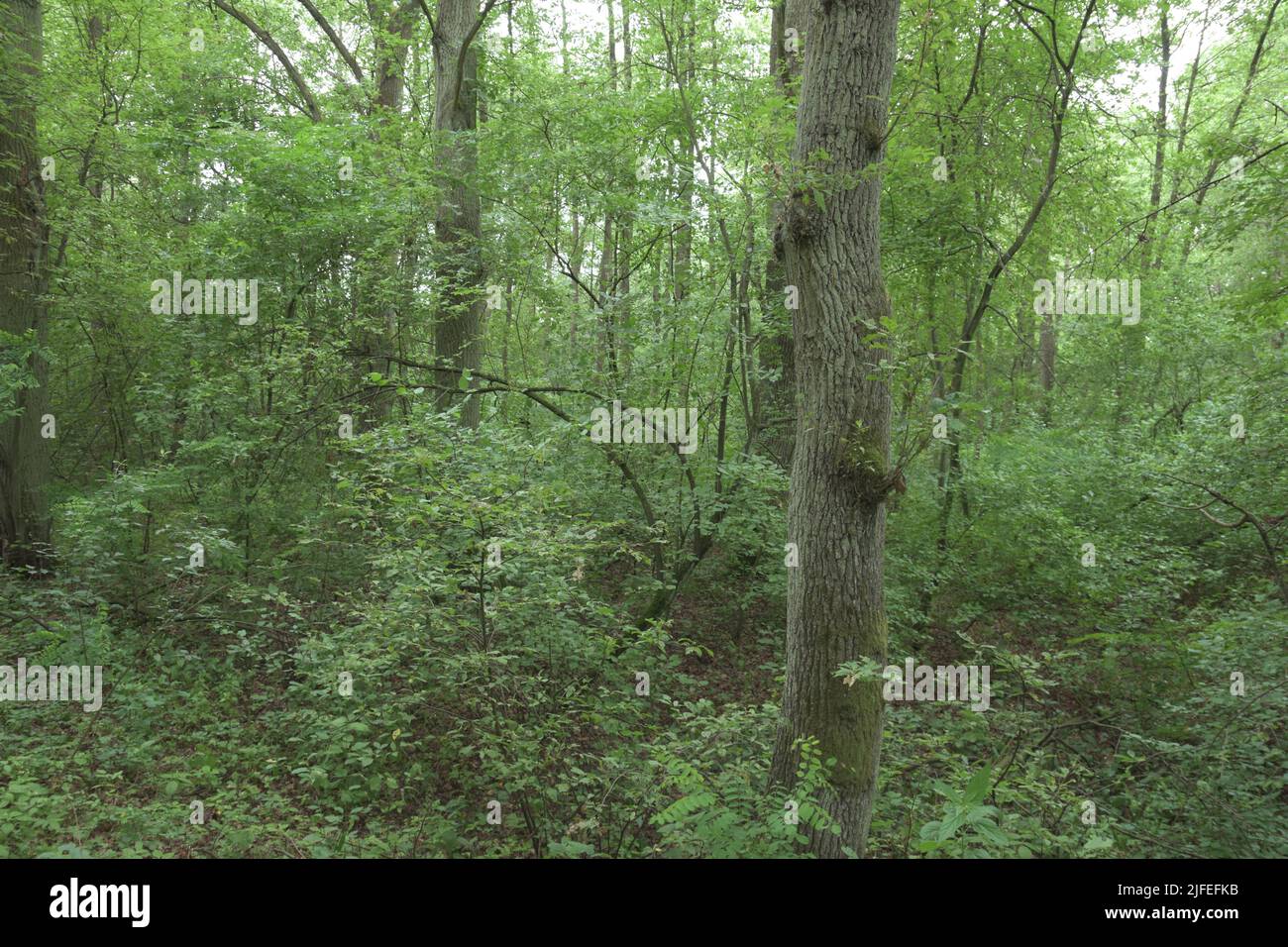 Dunkler, geheimnisvoller Wald zeigt an einem sonnigen Tag seine Geheimnisse nicht. Stockfoto
