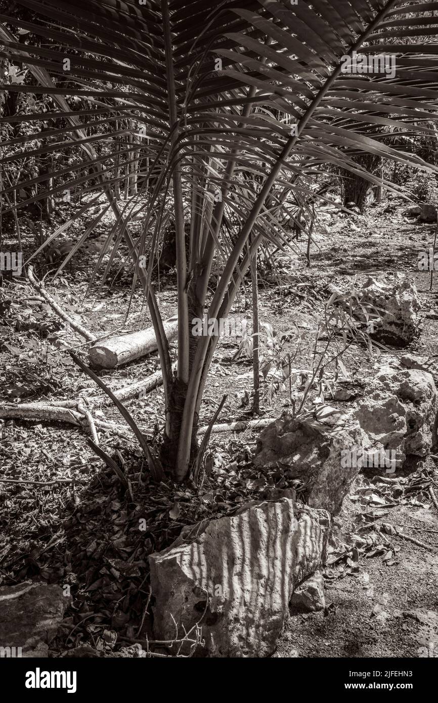 Altes Schwarz-Weiß-Bild von tropischen mexikanischen Palmendschungel Pflanzen Bäume und natürlichen Wald Panoramablick in Puerto Aventuras Mexiko. Stockfoto