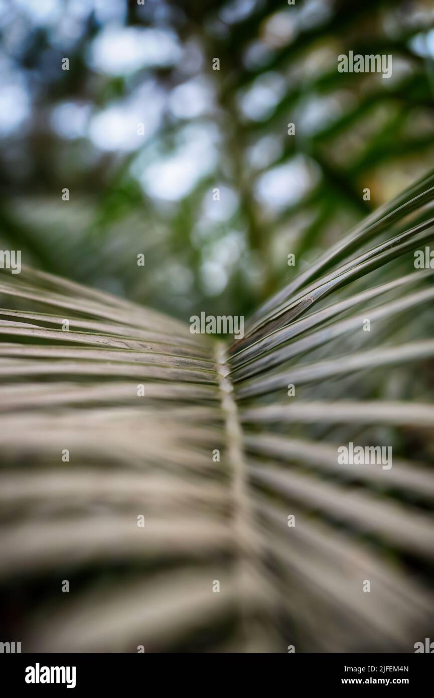 Hinterlässt einen texturellen Hintergrund für Desktop- und mobile Haut. Ast-Handfläche. Blätter und Zweige von Palmen. Tropischer Blatthintergrund. Grünes Laub. Stockfoto