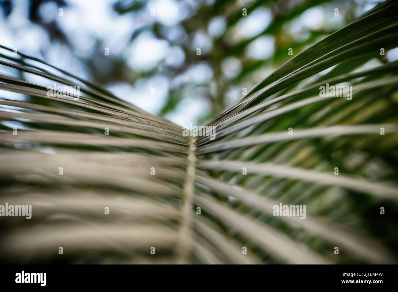 Hinterlässt einen texturellen Hintergrund für Desktop- und mobile Haut. Ast-Handfläche. Blätter und Zweige von Palmen. Tropischer Blatthintergrund. Grünes Laub. Stockfoto