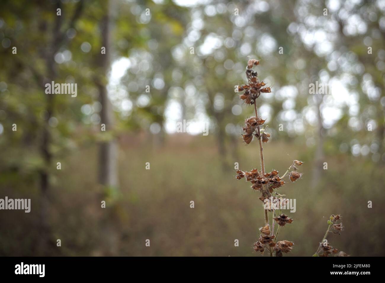 Dornenblumen im Wald. Nahaufnahme von Dornenblumen. Tote Wald- und Wiesenblumen im Winter in Indien Stockfoto