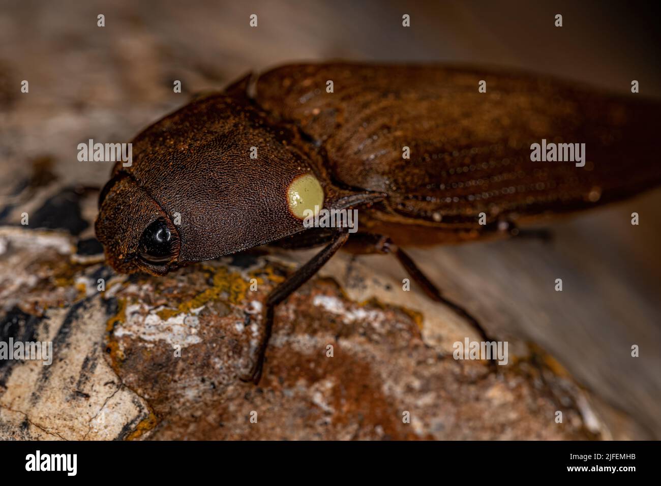 Adult Fire Click Käfer der Gattung Pyrophorus Stockfoto