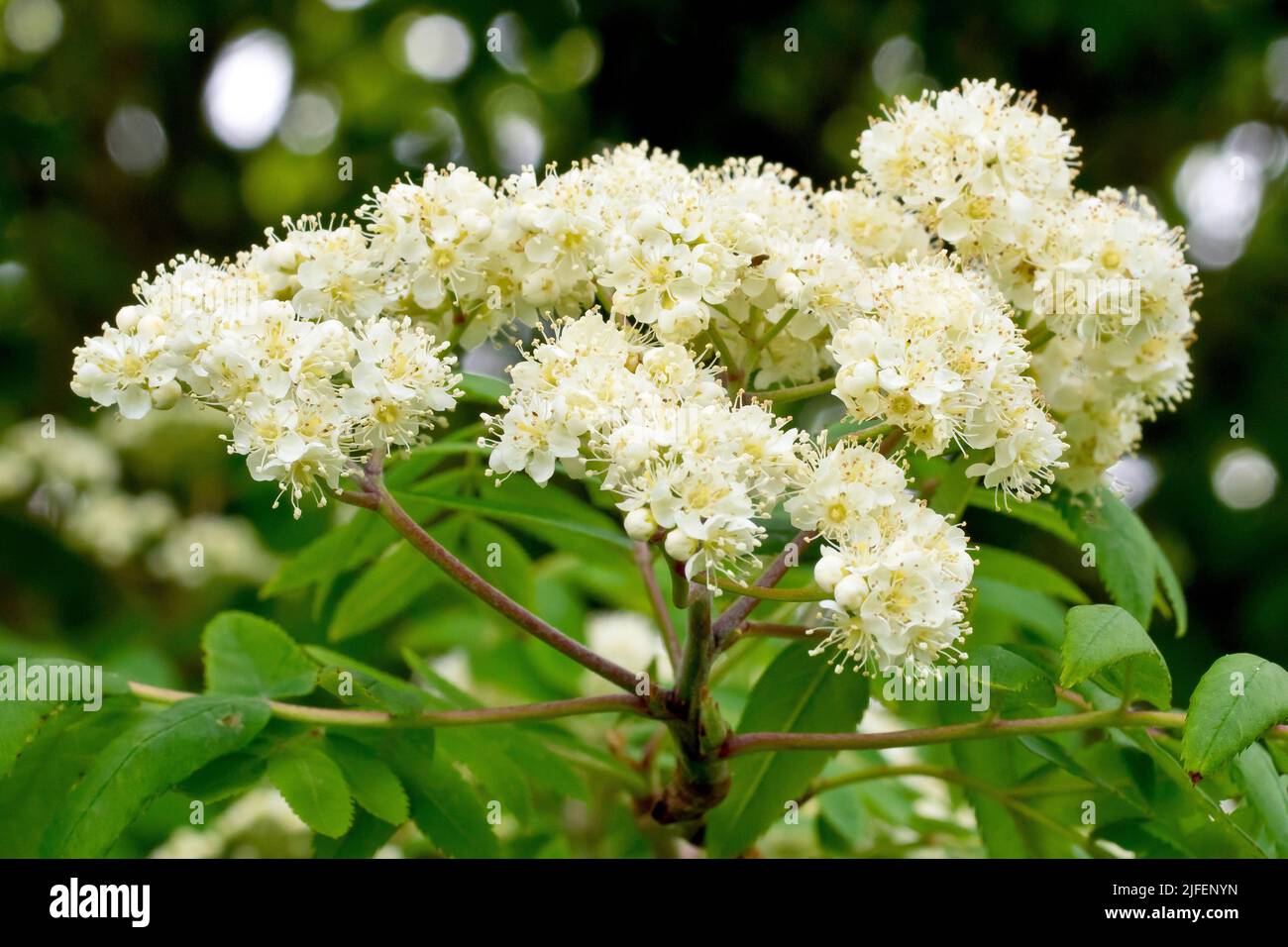 Rowan oder Bergeasche (sorbus aucuparia), Nahaufnahme eines Sprühes weißer Blüten am Ende eines Astes. Stockfoto