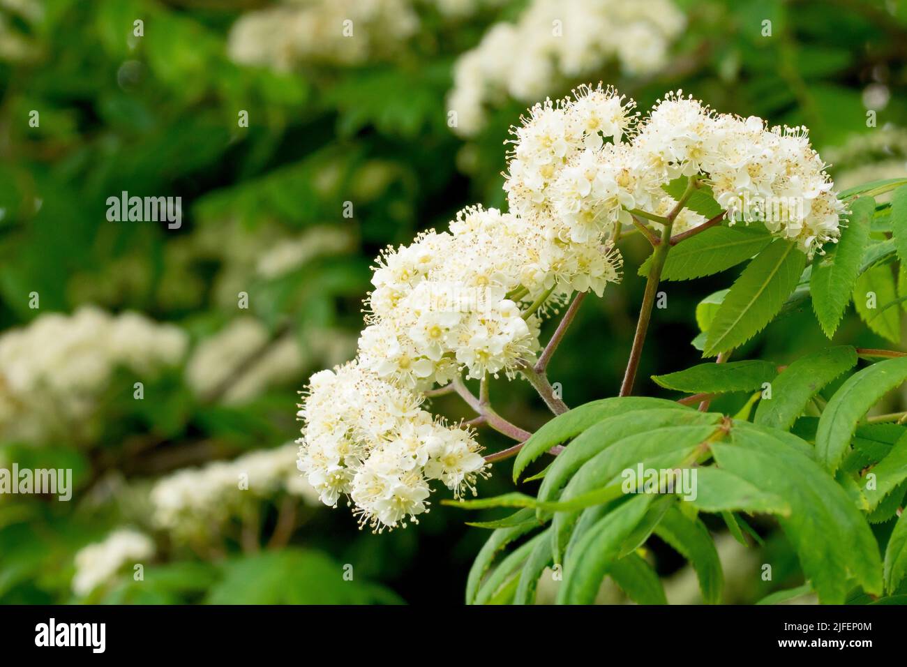 Rowan oder Bergeasche (sorbus aucuparia), Nahaufnahme eines Sprühes weißer Blüten am Ende eines Astes. Stockfoto