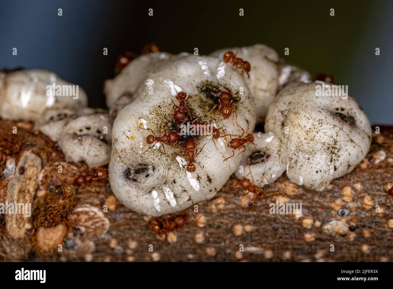 Adulte höhere Myrmicine Ameisen der Gattung Wasmannia Stockfoto