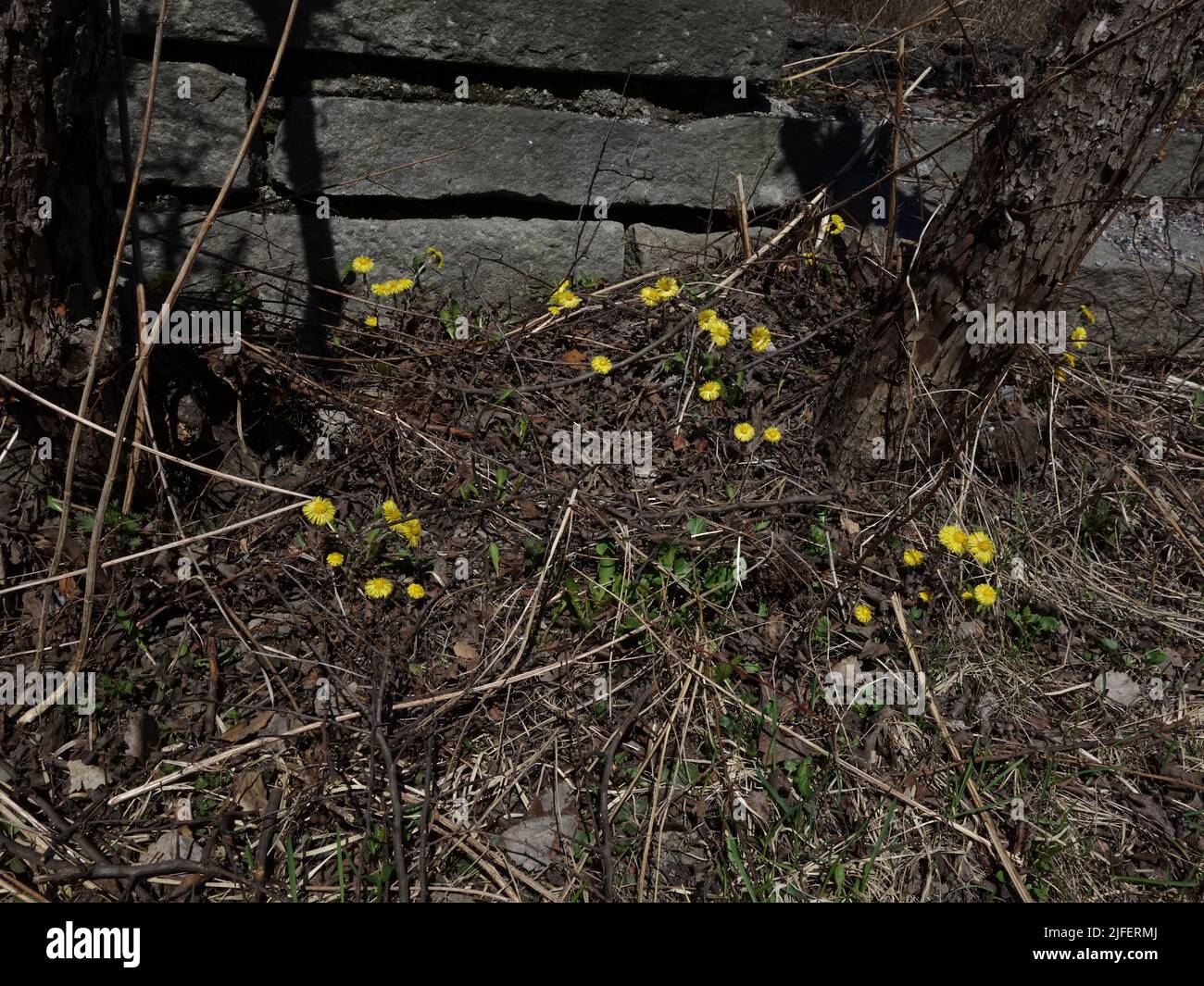 Die gelbe Blume, der Säulenguss, leuchtet und erfrischt den sonst grauen Straßenrand. Stockfoto