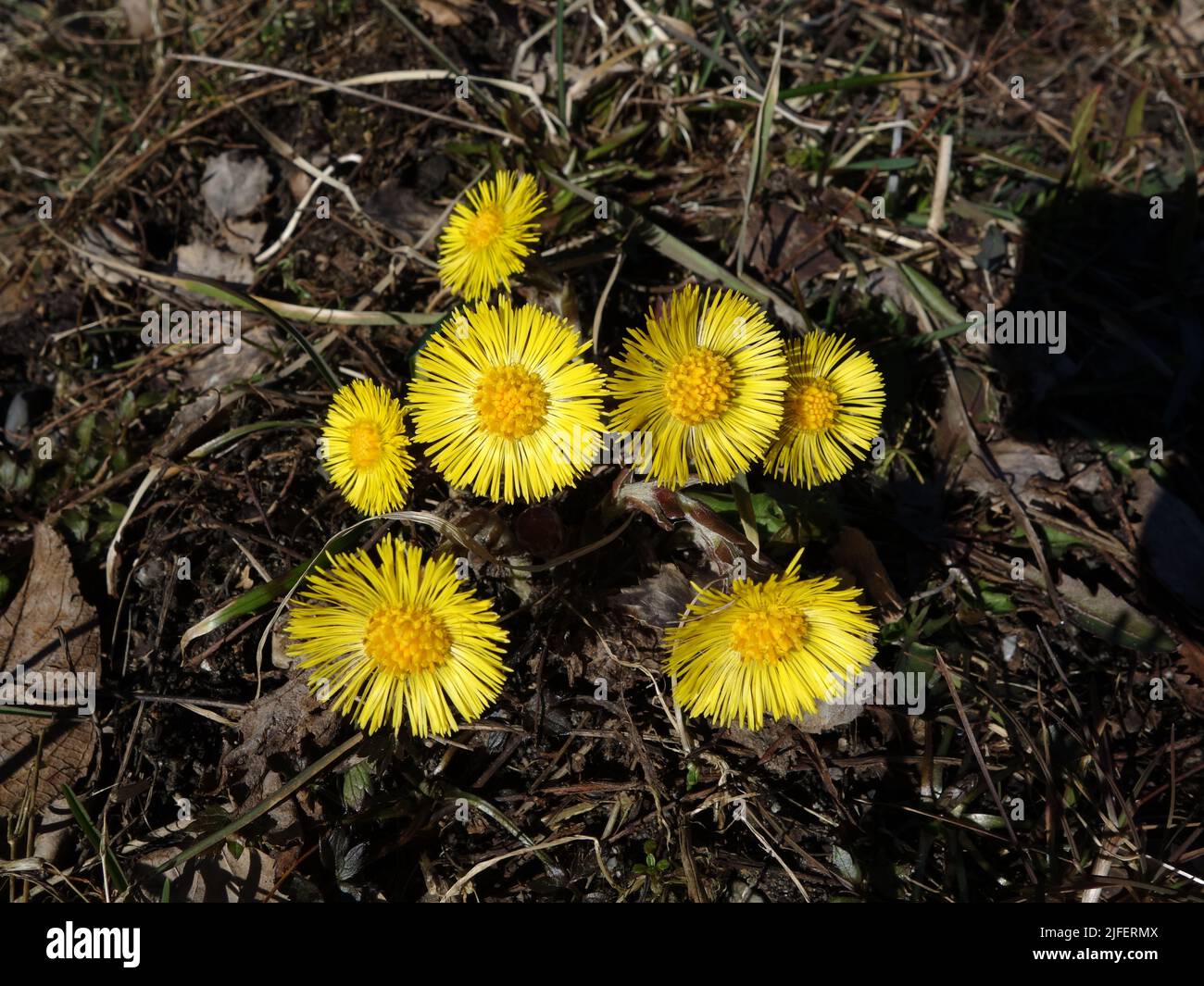 Die gelbe Blume, der Säulenguss, leuchtet und erfrischt den sonst grauen Straßenrand. Stockfoto