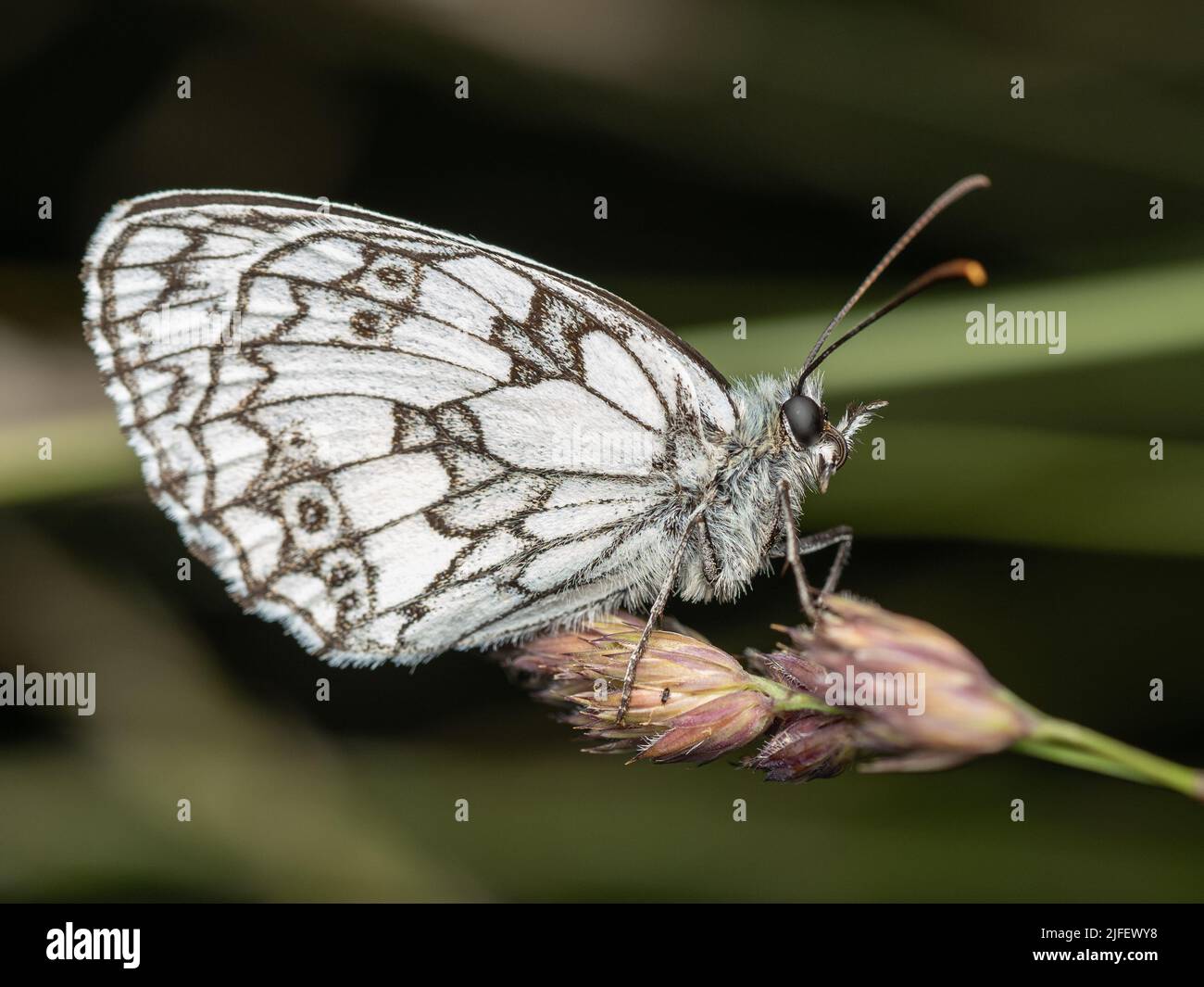 Ein marmorter weißer Schmetterling, der am Abend in Großbritannien auf einem Graskopf ruht Stockfoto