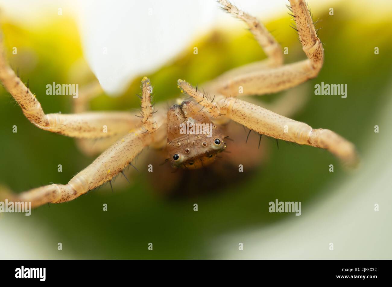 Xysticus Krabbenspinne auf einem Blumenkopf in einem britischen Garten Stockfoto