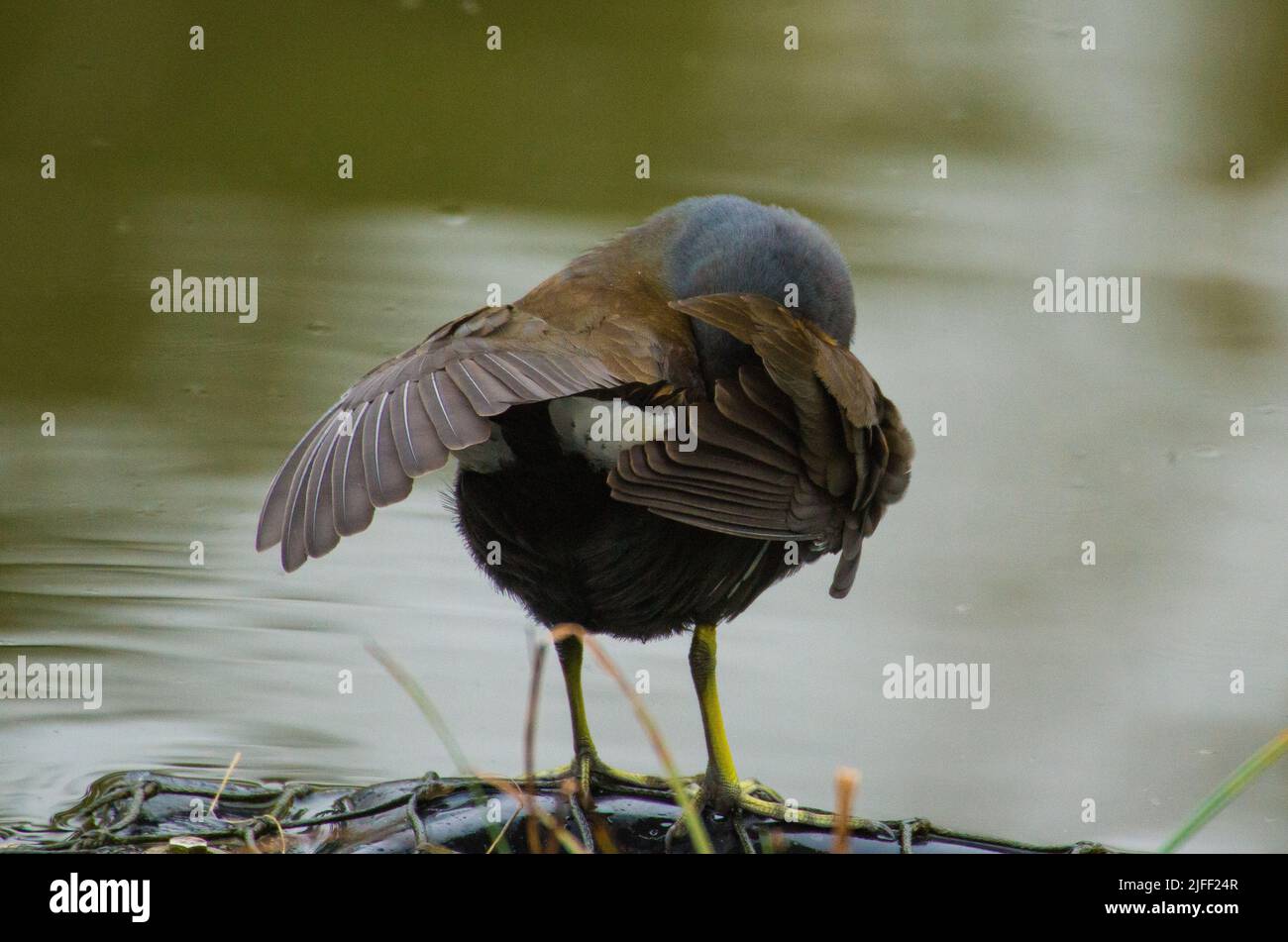 Ich Bin Schüchtern Stockfoto