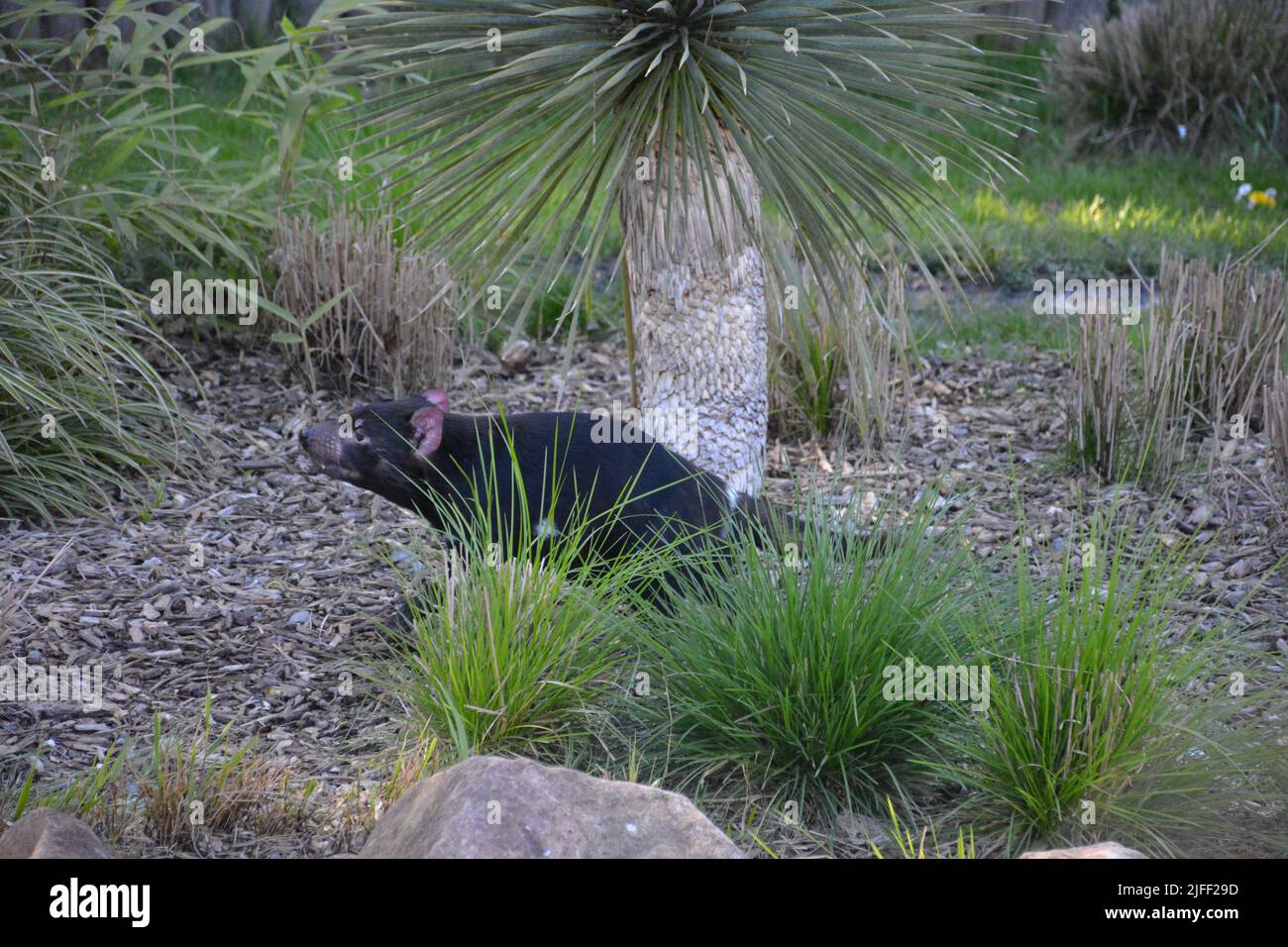 Ein tasmanischer Teufel im Zoo-Park beauval, Frankreich Stockfoto