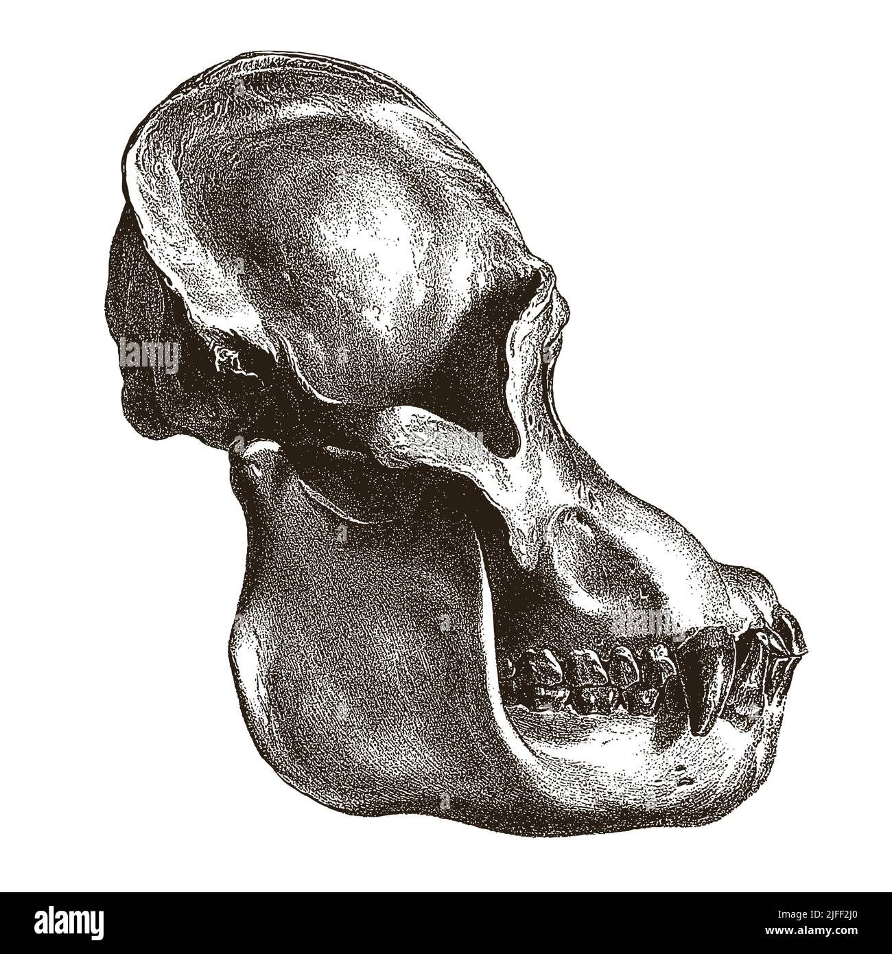 Bornean Orang-Utan pongo pygmaeus Schädel im Profil, nach antikem Stich aus dem 19.. Jahrhundert Stock Vektor
