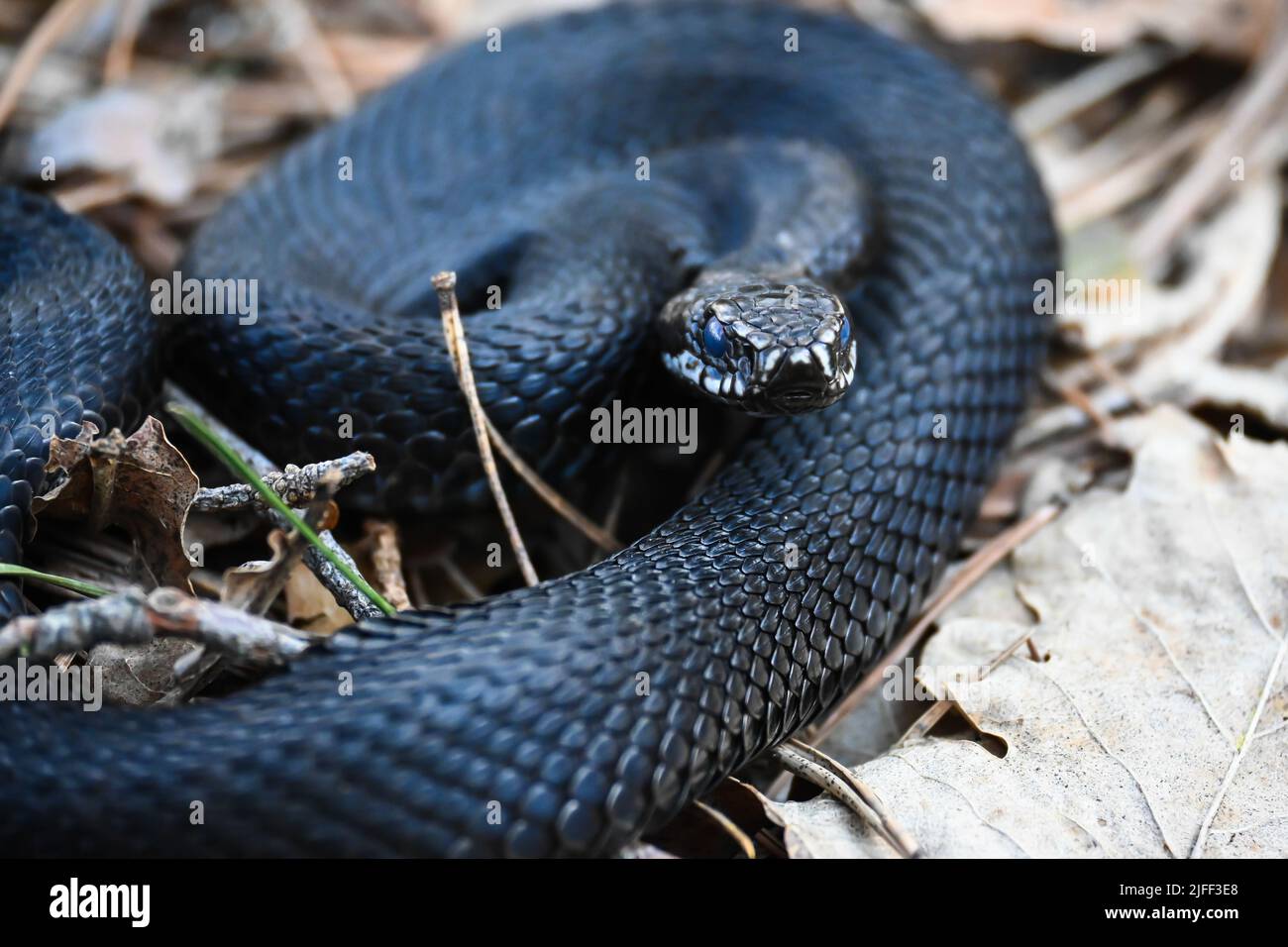 Die Viper im Mai. Eine Schlange in einem Nationalpark steht unter zuverlässigem Schutz. Stockfoto