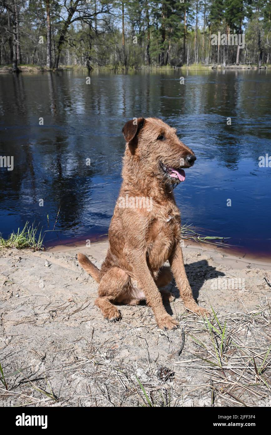 Irischer Terrier. Züchten Sie den Hund Irish Terrier auf einem Frühlingsspaziergang. Stockfoto