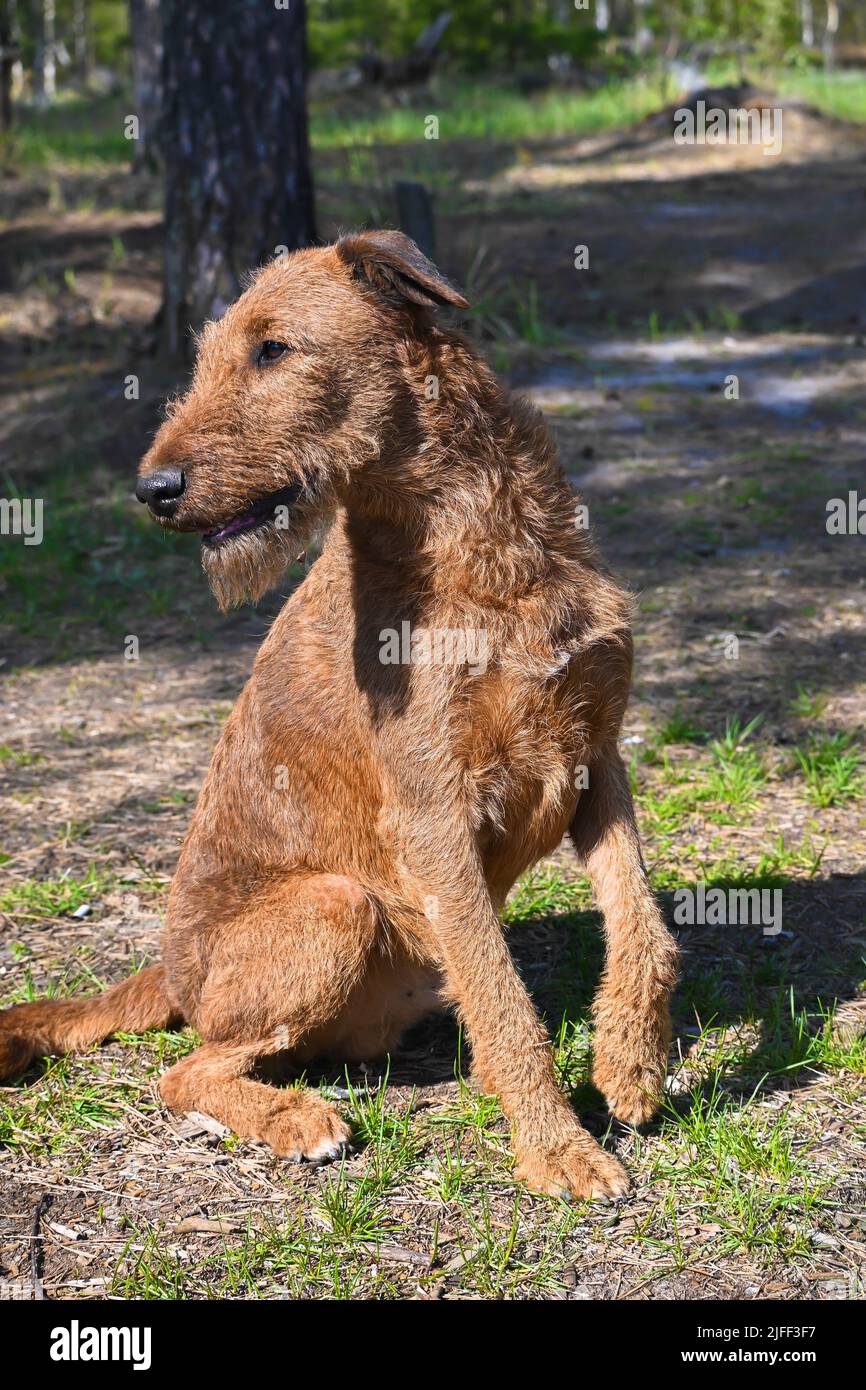 Irischer Terrier. Züchten Sie den Hund Irish Terrier auf einem Frühlingsspaziergang. Stockfoto