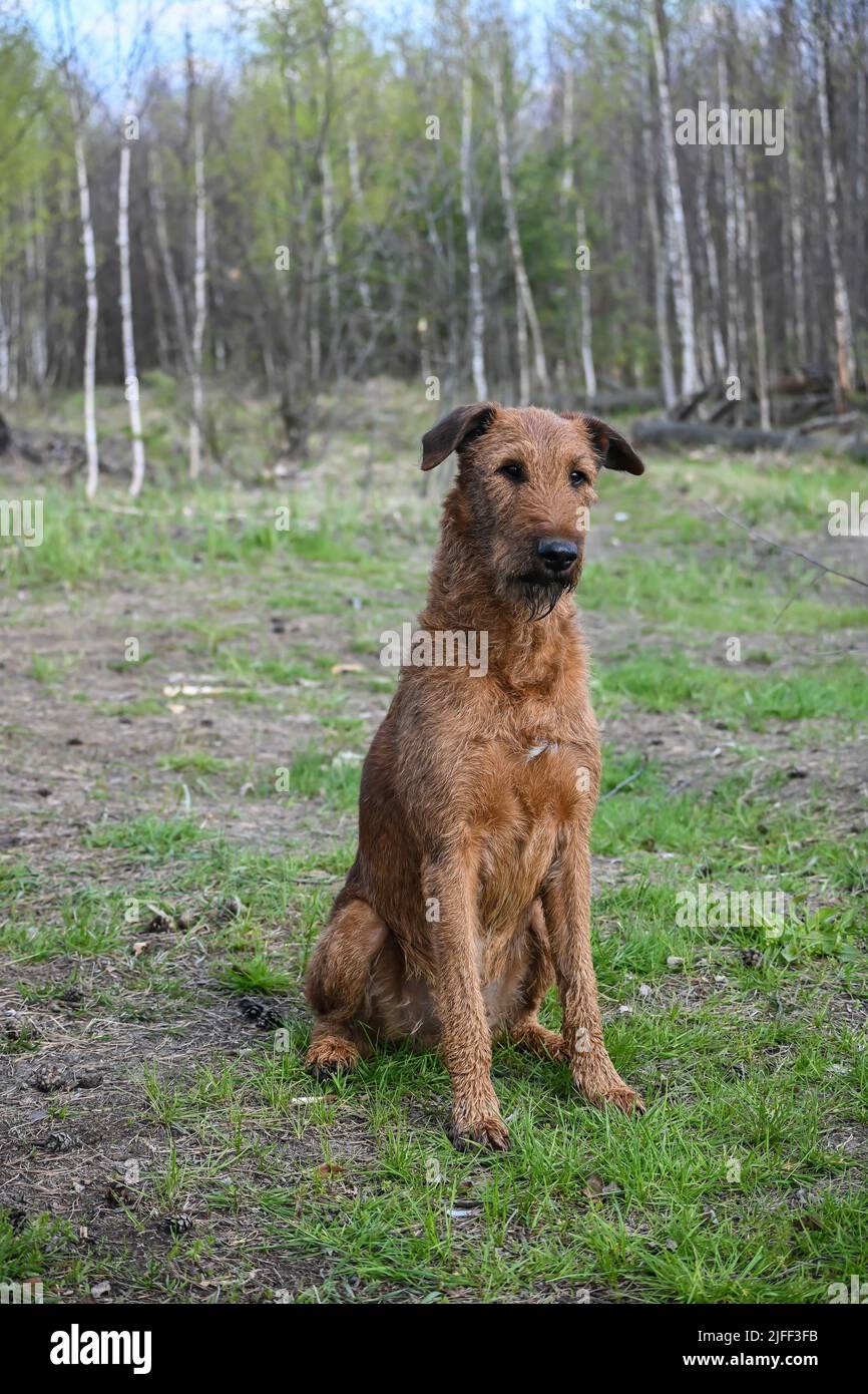 Irischer Terrier. Züchten Sie den Hund Irish Terrier auf einem Frühlingsspaziergang. Stockfoto
