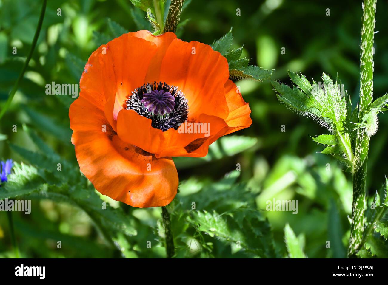 Scharlachrote Mohnblumen. Blühender Mohn im Sommergarten. Stockfoto