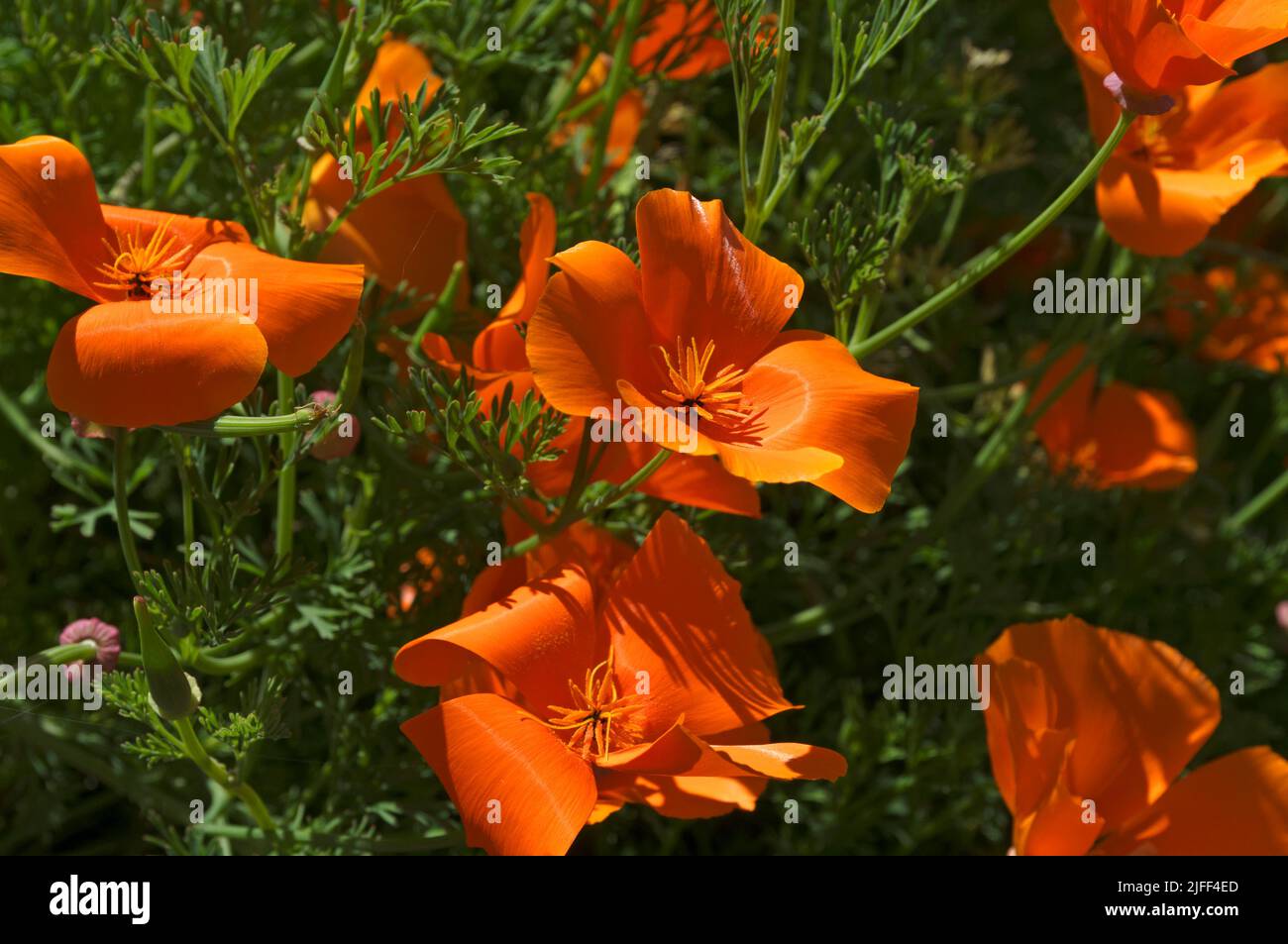 Kalifornischer Mohn - Eschscholzia californica Stockfoto