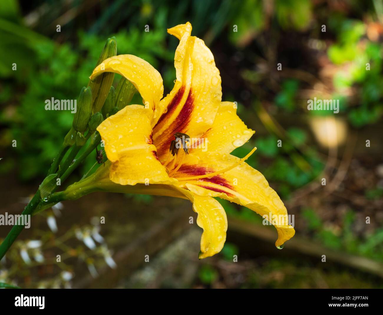 Rote kehlige gelbe Blume der winterharten, mehrjährigen Sommerblüte, Hemerocallis 'Bonanza' Stockfoto