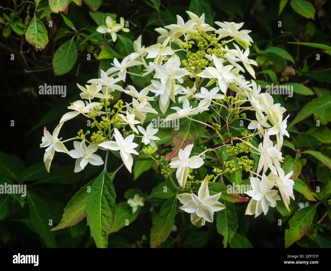 Doppelte weiße sterile Blüten umgeben die fruchtbaren Blüten der winterharten Berghortensien, Hortensia serrata 'Shirotae' Stockfoto