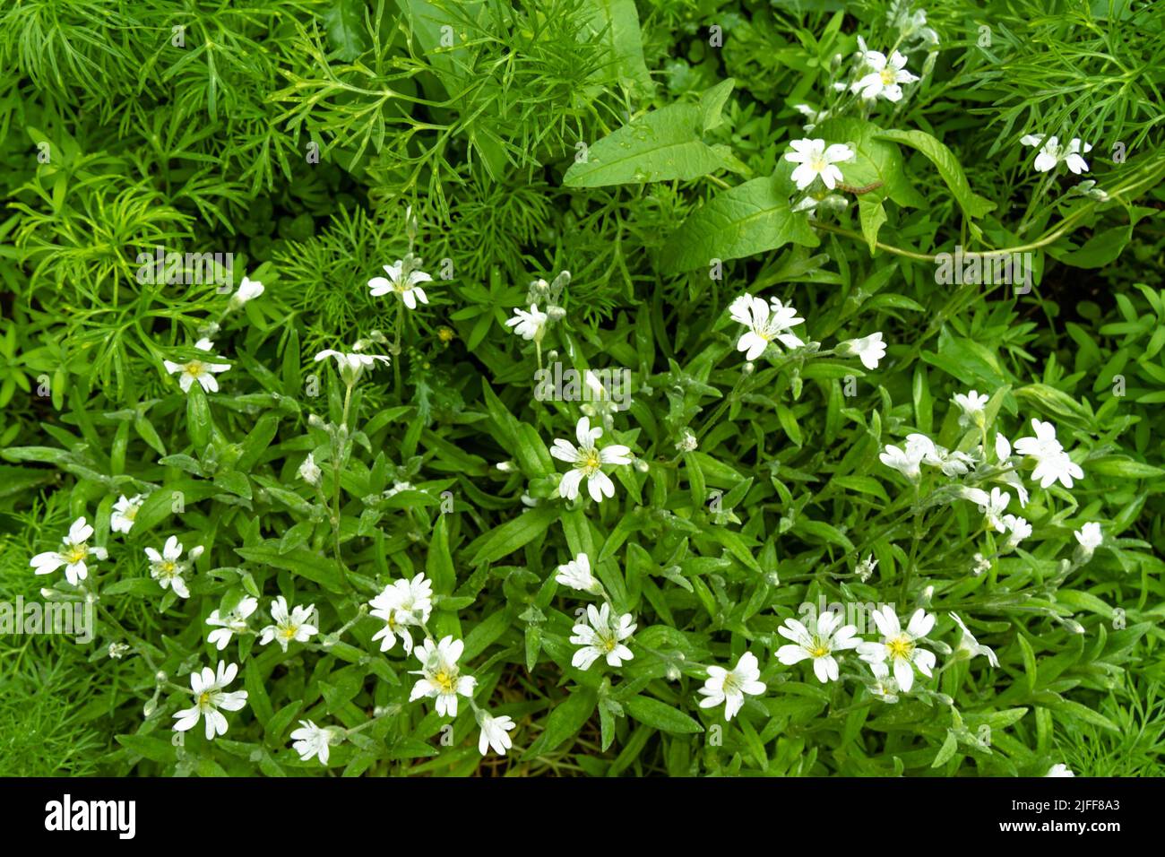 Hellgrün flauschig grün flacher Hintergrund, mit kleinen weißen zarten Blumen große Kulisse für Ihre Kopie Platz Stockfoto