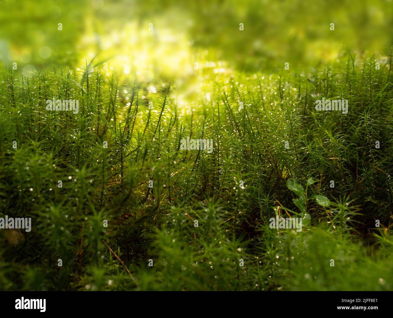 Bild mit grünem Gras Waldwiese auf hellem Hintergrund. Naturlandschaft. Tapetenform. Sommerlicht. Stockfoto