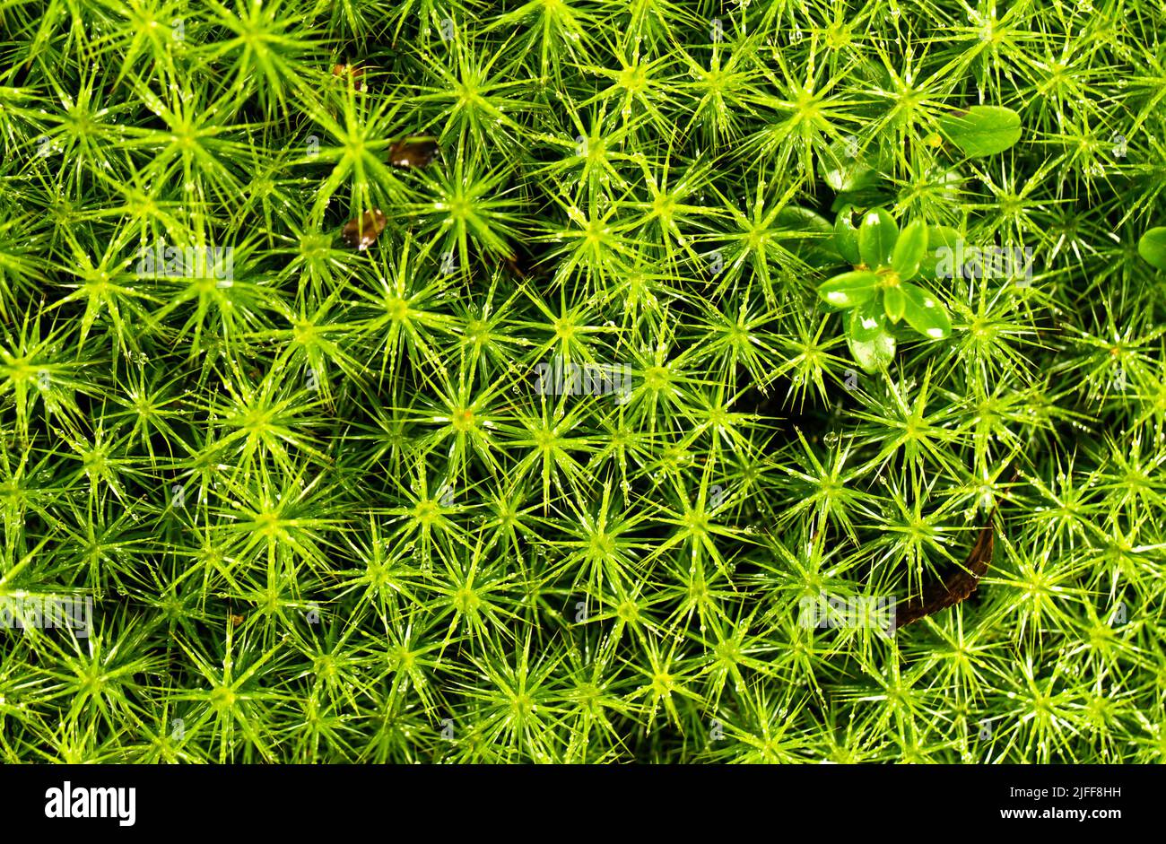 Schönes grünes Moos auf dem Boden.im Wald. Nahaufnahme von Moos. Makrobild. Schöne Sommer Natur Hintergrund für Tapeten. Stockfoto