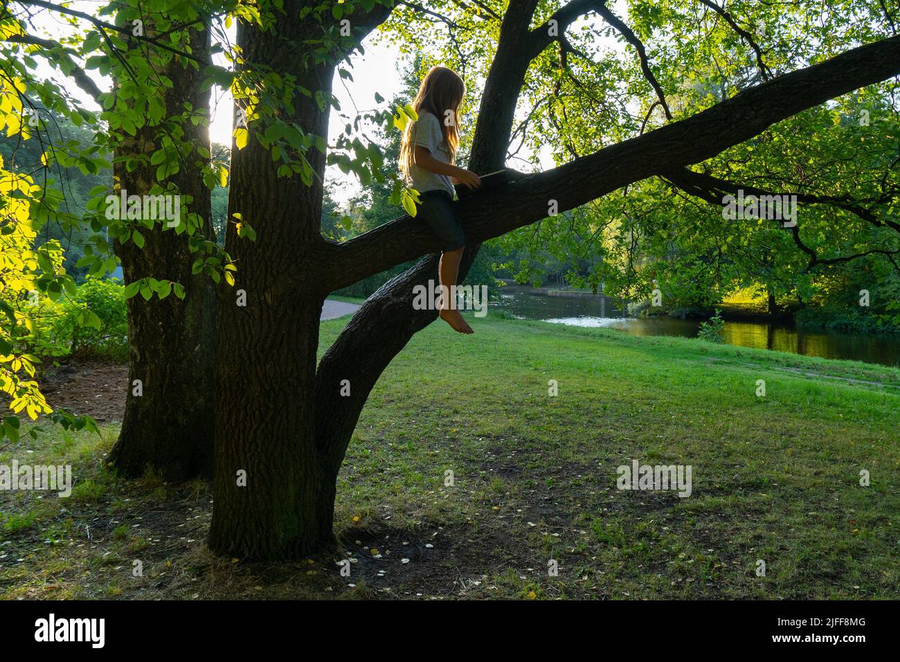 Ein Schuljunge liest begeistert ein Buch auf einem Ast eines großen Baumes und entdeckt die Welt des Reisens. Zeit vor Sonnenuntergang. Home Schooling Konzept. Stockfoto