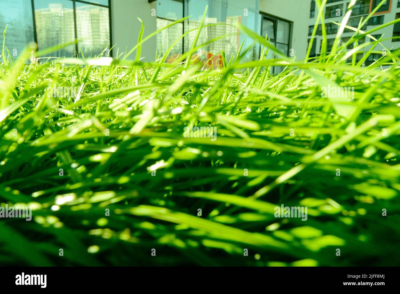 Die Textur des grünen Rasens im Park. Frischer Rasen für Fußball. Blick von oben.Flat la Stockfoto