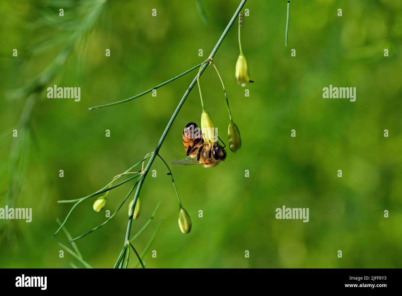 Honigbiene auf Garten Spargel Blume. Sie bauen aus Wachs mehrjährige koloniale Nester und sind für die überschüssige Honigproduktion bekannt. Stockfoto