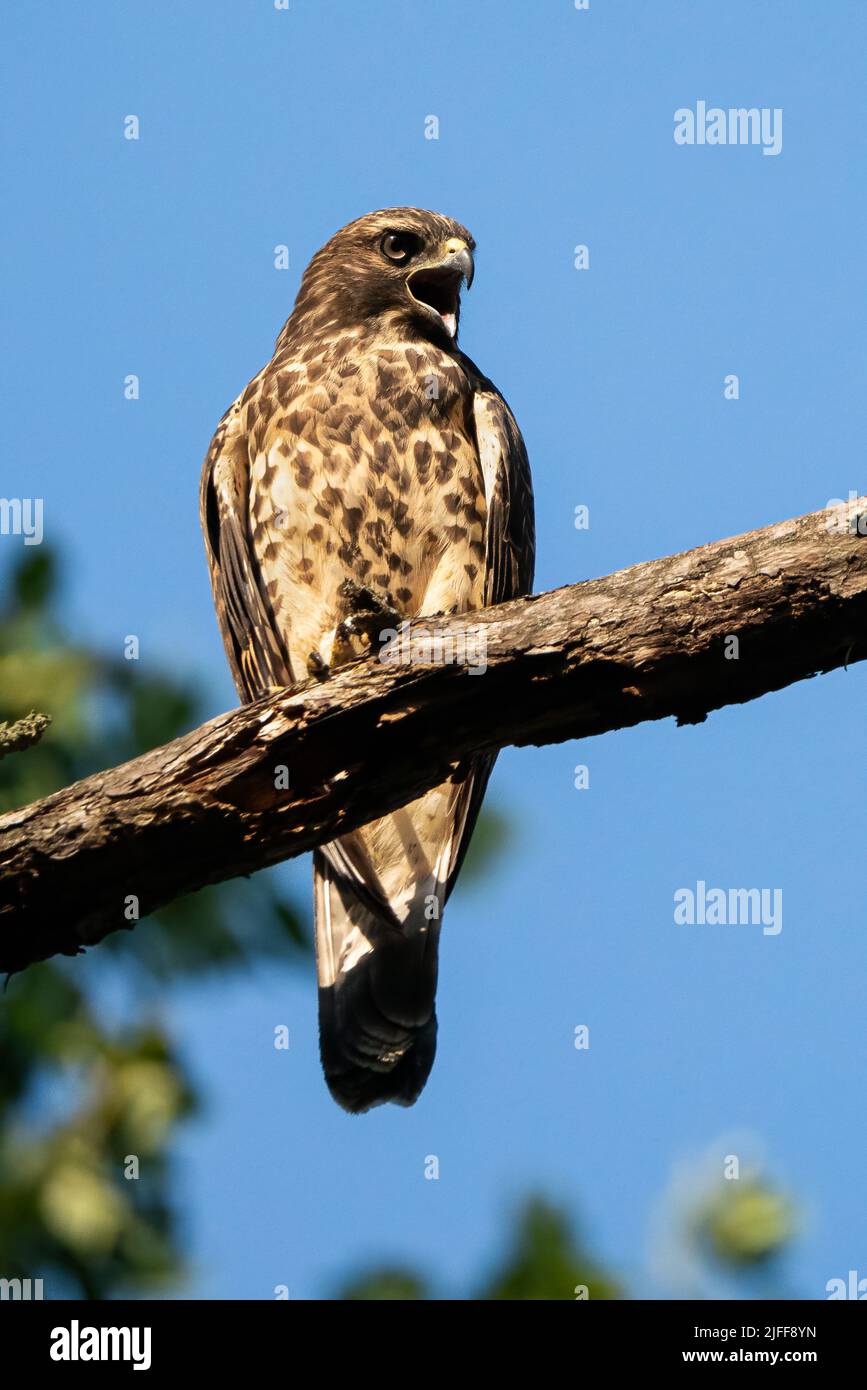 Ein rotschulteriger Hawk thronte Stockfoto