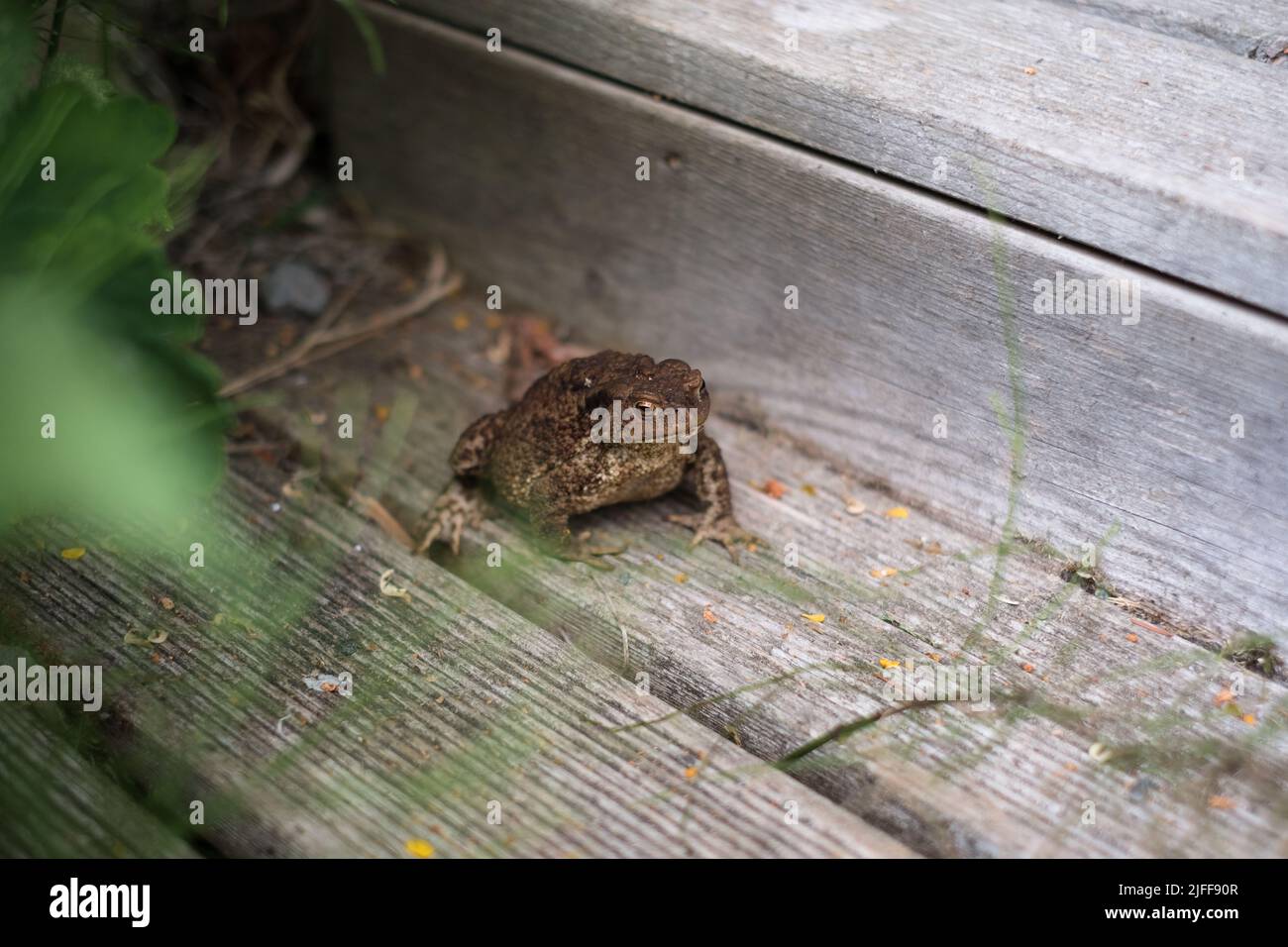 Grüner wilder Frosch in der Stadt verloren. Stockfoto