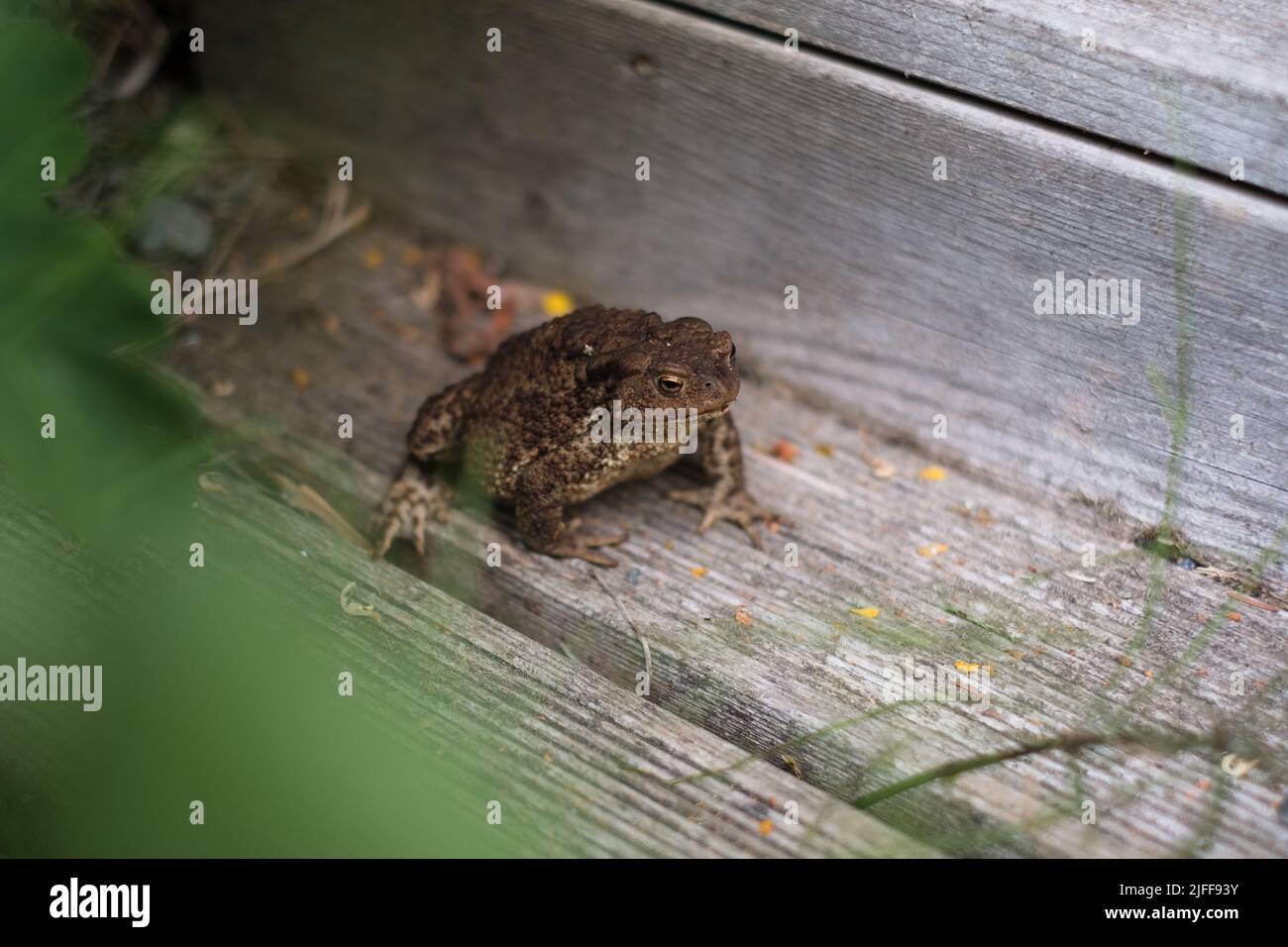 Grüner wilder Frosch in der Stadt verloren. Stockfoto