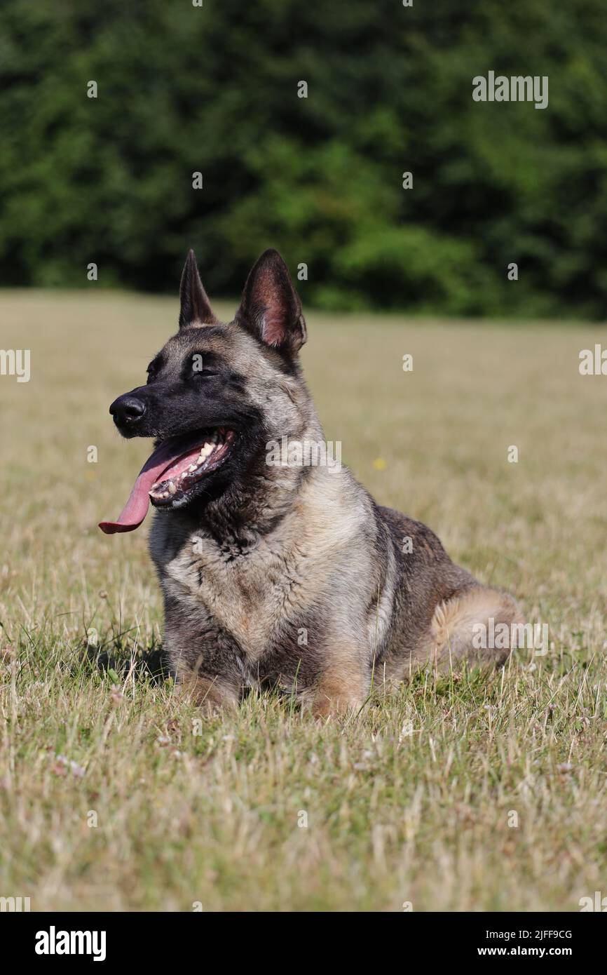 Malinois Belgischer Schäferhund wartet darauf, mit seinem Ball, Hundesport-Training im Spiel zu spielen Stockfoto